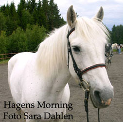 Hagens Morning RC 688